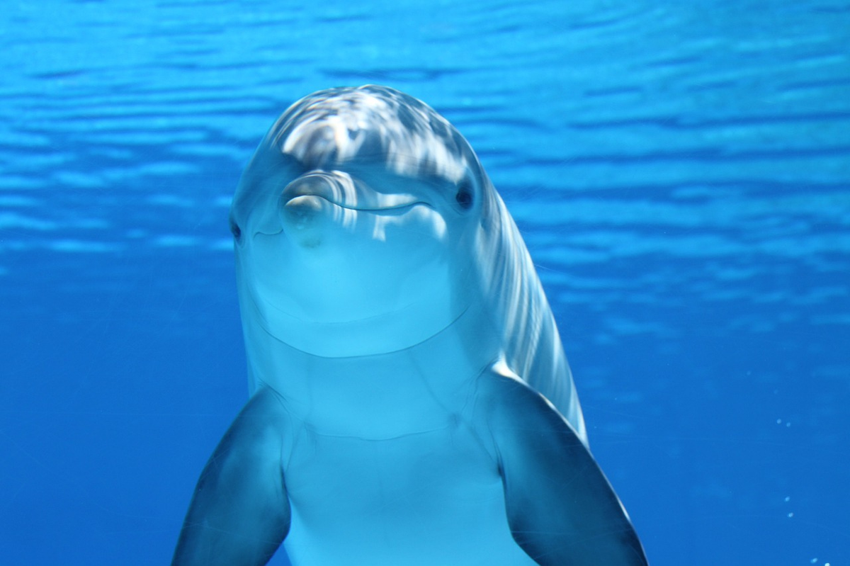 a dolphin